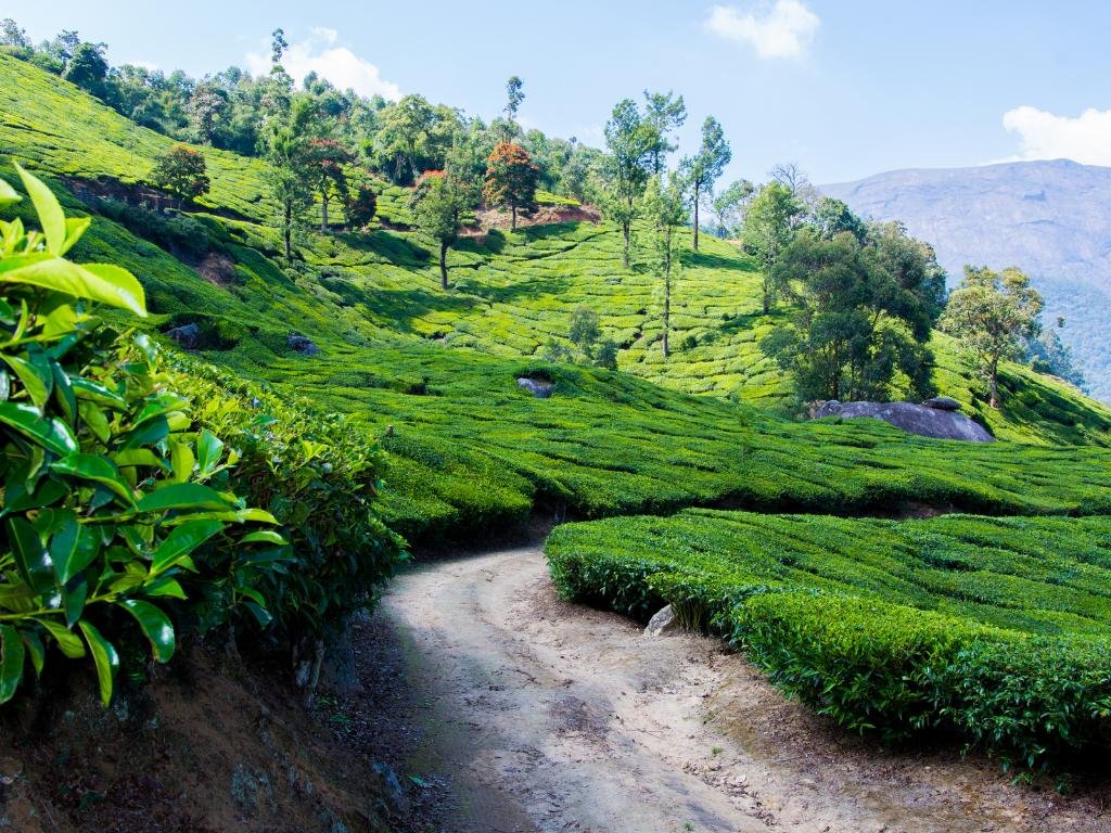 Two Night And Three Days Tour To Munnar Wilson Tours Fortkochi 7893